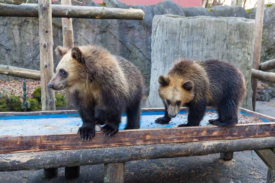 Organizing A School Field Trip To The Zoo