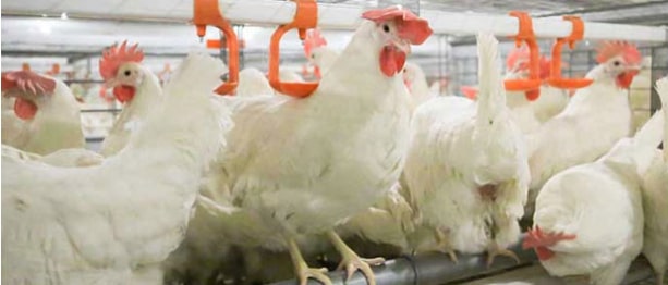 American-Egg-Board-Laying-House.jpg American-Egg-Board-Laying-House