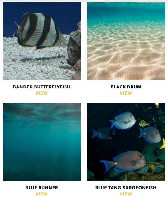 Georgia-Aquarium-Aquatic-Exhibits Georgia-Aquarium-Aquatic-Exhibits