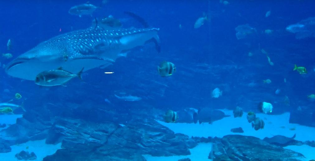 Georgia-Aquarium-Gentle-Giants-Sarks-Fish Georgia-Aquarium-Gentle-Giants-Sarks-Fish