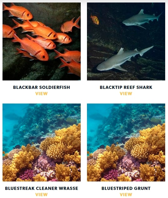 Georgia-Aquarium-Marine-Creatures Georgia-Aquarium-Marine-Creatures