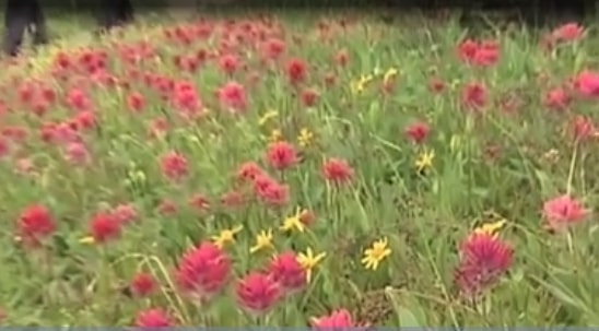 Glacier-National-Park-Flowered-Grass-Virtual-Tour Glacier-National-Park-Flowered-Grass-Virtual-Tour