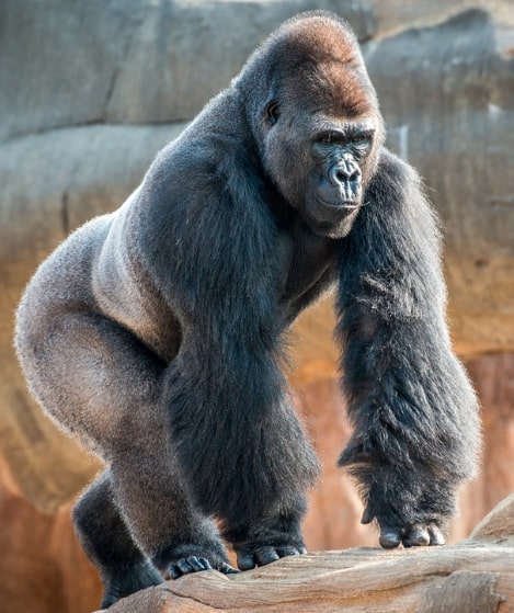 Houston-Zoo-Gorilla-Virtual-Tour Houston-Zoo-Gorilla-Virtual-Tour