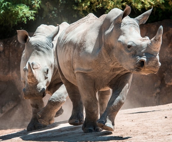 Houston-Zoo-Rhino-Yard-Virtual-Tour Houston-Zoo-Rhino-Yard-Virtual-Tour