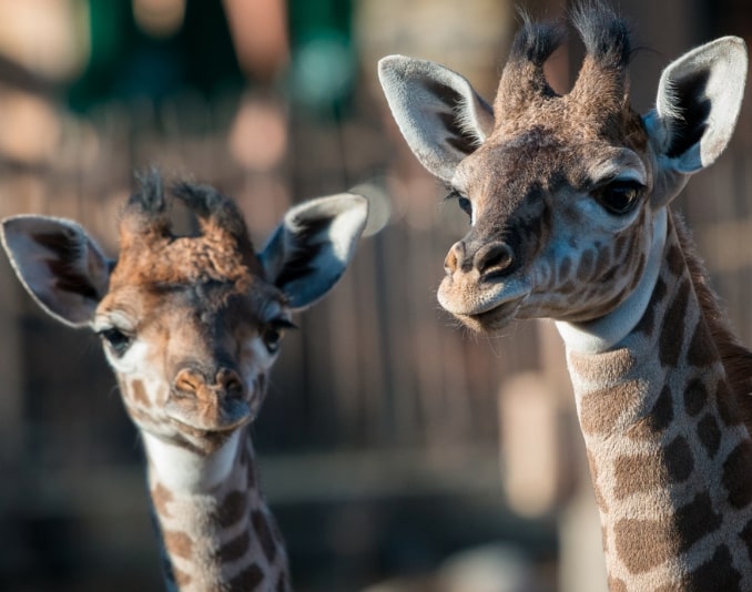 Houston-Zoo-Virtual-Tour-Girrafes Houston-Zoo-Virtual-Tour-Girrafes