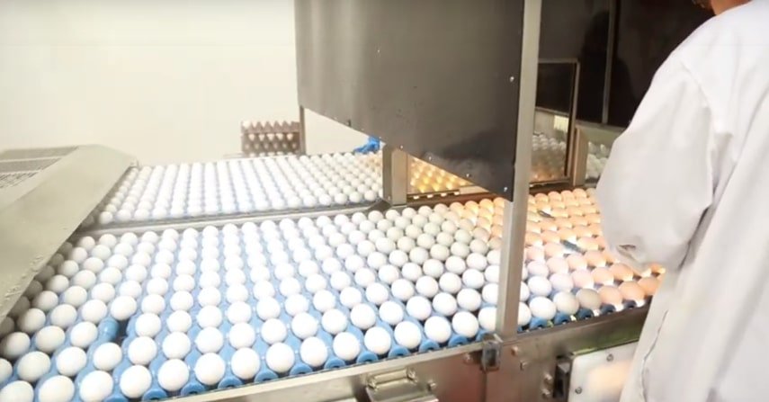 Inside-Canadian-Egg-breaking-facility Inside-Canadian-Egg-breaking-facility