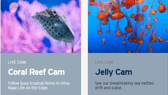 Monterey-Bay-Aquarium-Live-Camera Monterey-Bay-Aquarium-Live-Camera