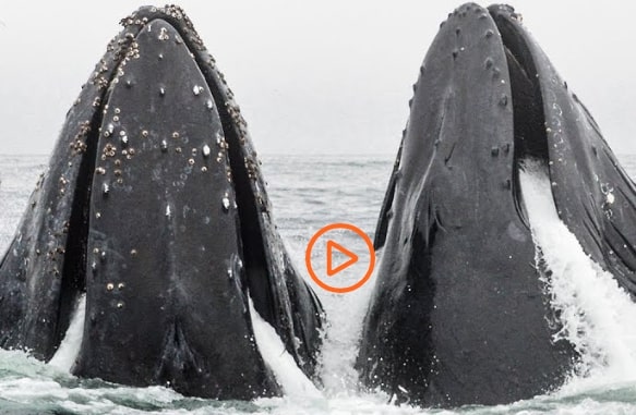 Monterey-Bay-Aquarium-Live-Cameras Monterey-Bay-Aquarium-Live-Cameras