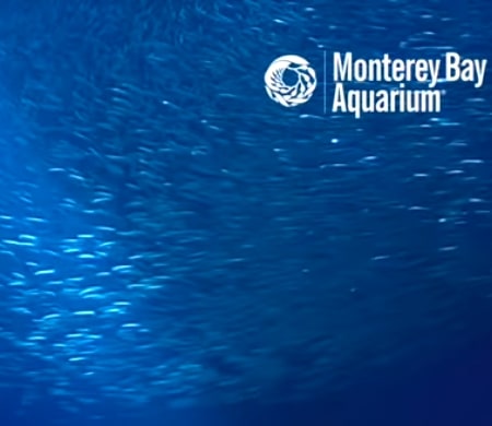 Monterey-Bay-Aquarium-The-Open-Sea-Cam Monterey-Bay-Aquarium-The-Open-Sea-Cam