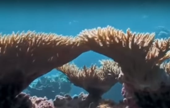 Nature-Lab-Corals Nature-Lab-Corals