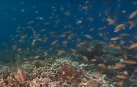 Nature-Lab-Virtual-Tour-Corals Nature-Lab-Virtual-Tour-Corals