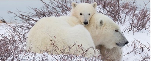 Polar-Bears-International-and-Discovery-Education Polar-Bears-International-and-Discovery-Education
