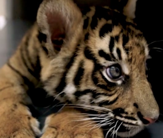 San-Diego-Tiger-Cubs-at-the-Park San-Diego-Tiger-Cubs-at-the-Park