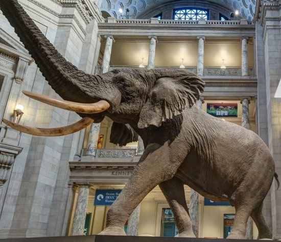 Smithsonian-National-Museum-Virtual-Tour-Rotunda-South Smithsonian-National-Museum-Virtual-Tour-Rotunda-South