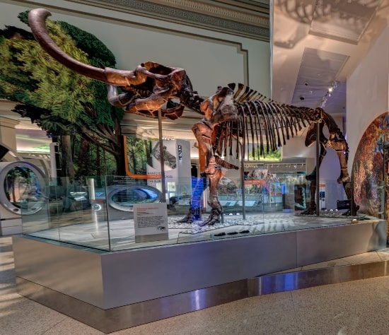 Smithsonian-National-Museum-of-History-Virtual-Tour-Ice-Age-Extinction Smithsonian-National-Museum-of-History-Virtual-Tour-Ice-Age-Extinction