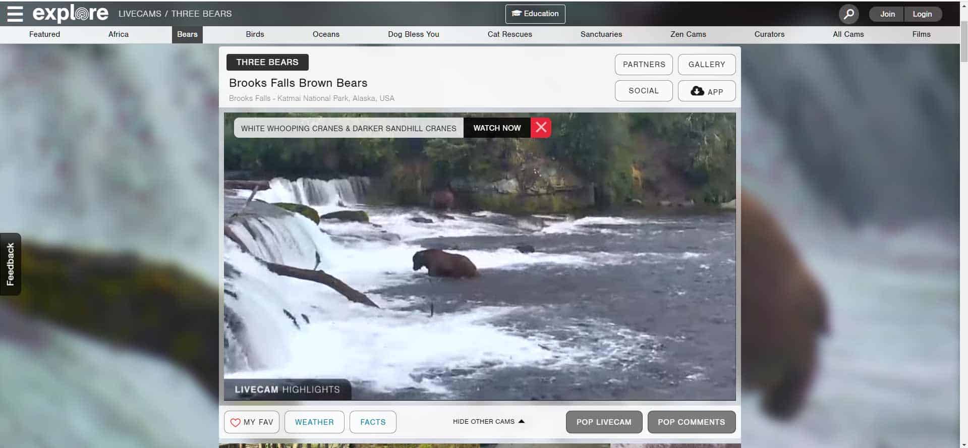 bears-in-a-river-getting-trout bears-in-a-river-getting-trout