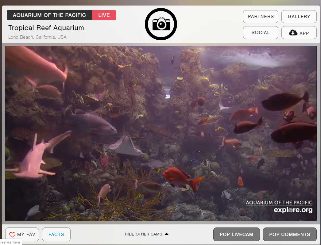 fish-swimming-in-an-aquarium-online-webcam fish-swimming-in-an-aquarium-online-webcam
