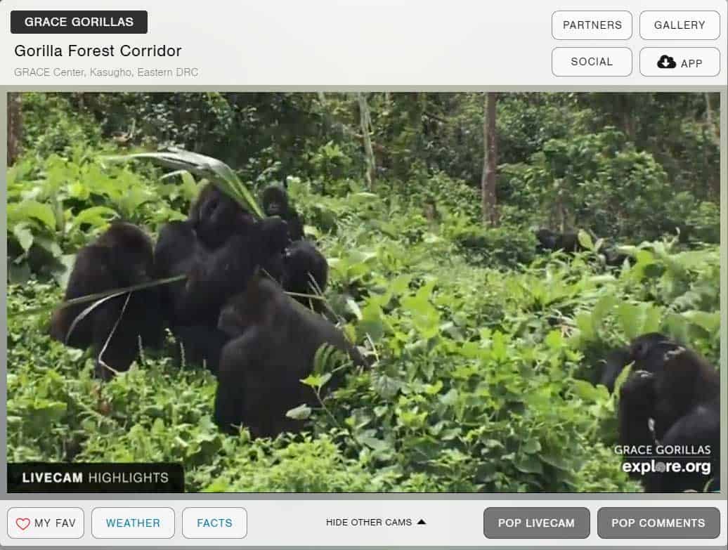 gorillas-on-webcam-for-remote-learning gorillas-on-webcam-for-remote-learning