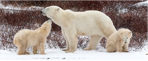 polar-bears-arctic-animals-Discovery-Education polar-bears-arctic-animals-Discovery-Education