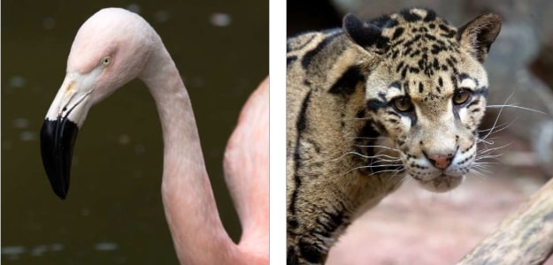 Atlanta-Zoo-Animals Atlanta-Zoo-Animals