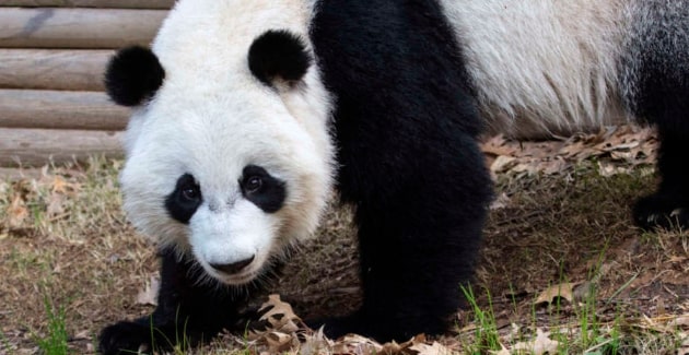 Atlanta-Zoo-Live-Cam-Pandas Atlanta-Zoo-Live-Cam-Pandas