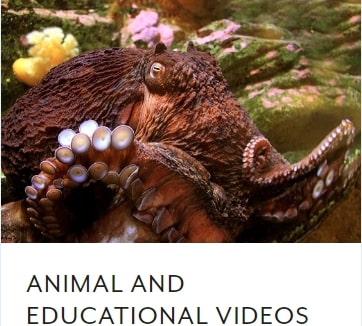 Seattle-Aquarium-Animal-and-Educational-Videos Seattle-Aquarium-Animal-and-Educational-Videos