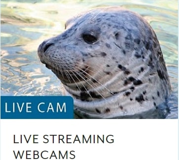 Seattle-Aquarium-Live-Webcams Seattle-Aquarium-Live-Webcams