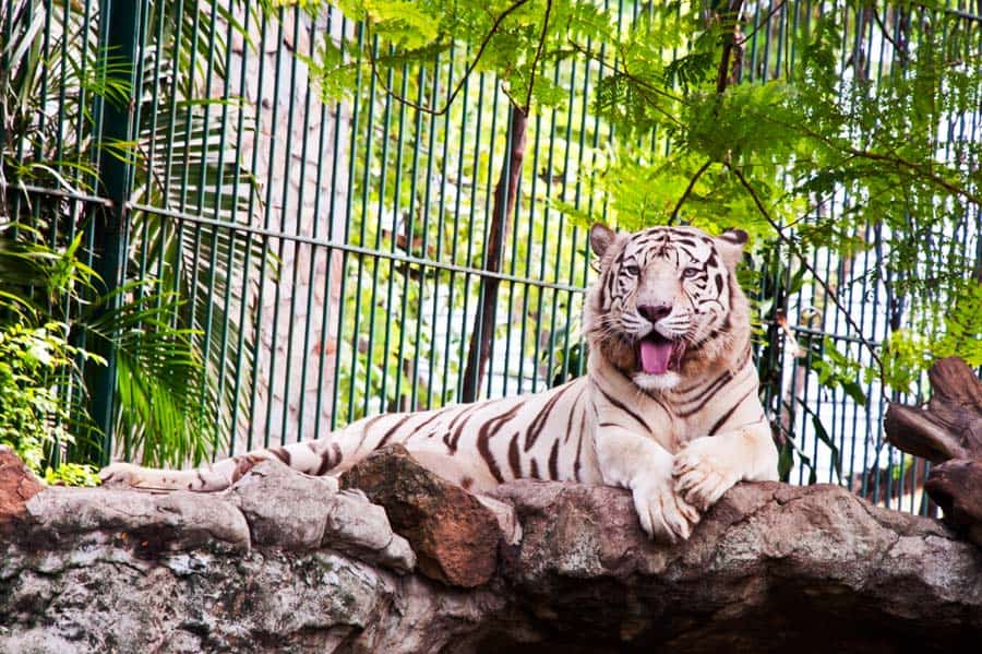 How to Plan a Zoo Field Trip