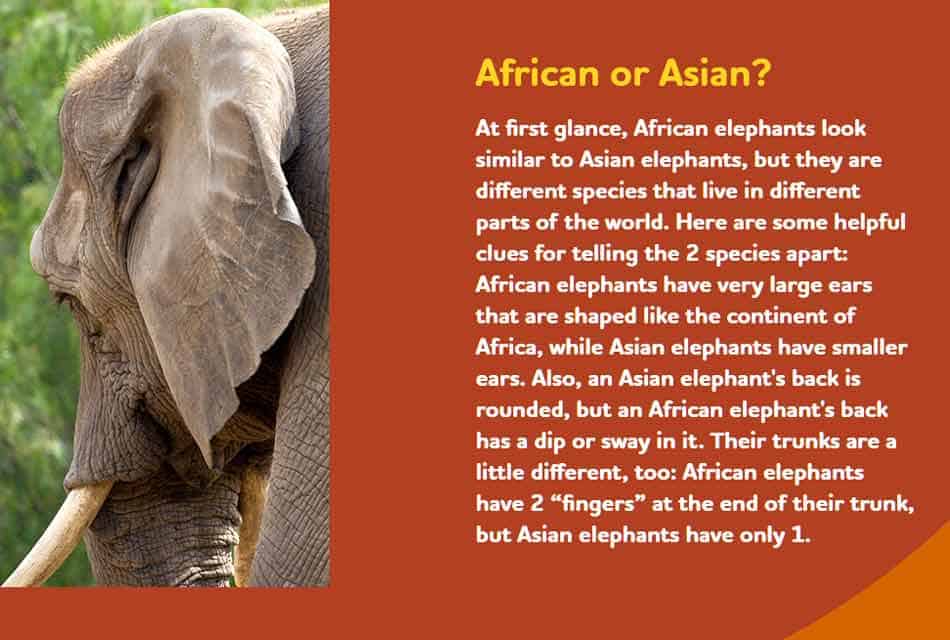 details of elephants in the zoo details of elephants in the zoo