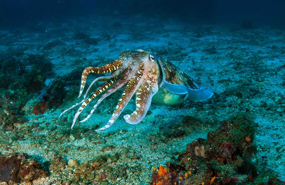 Beautiful Cuttlefish deep on a tropical coral reef - Monterey Bay Aquarium