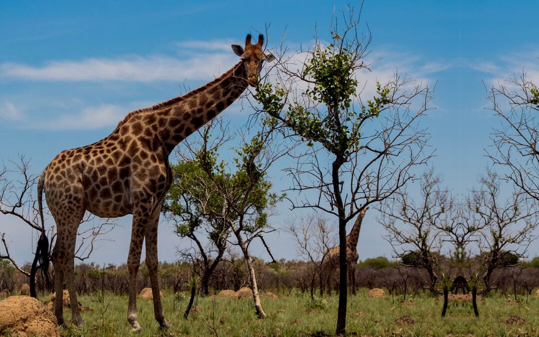 Top 5 San Diego Zoo Spots That Are Perfect for School Trips